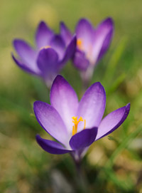 crocuses