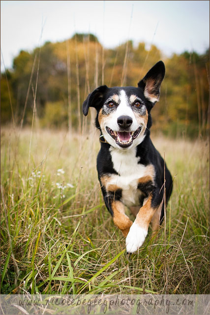 photographers working with pet organizations