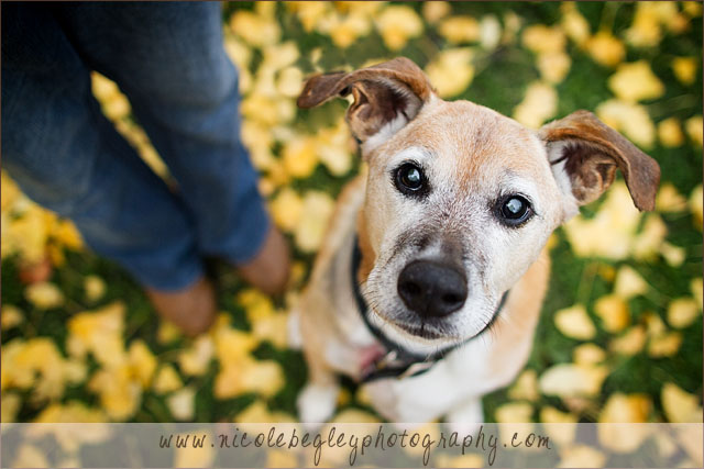 Donate Services Pet Photography